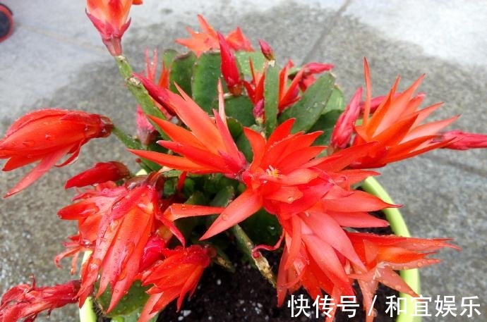 真昙花一次开一两朵,假昙花却能开100朵,怪不得都去抢这假货!