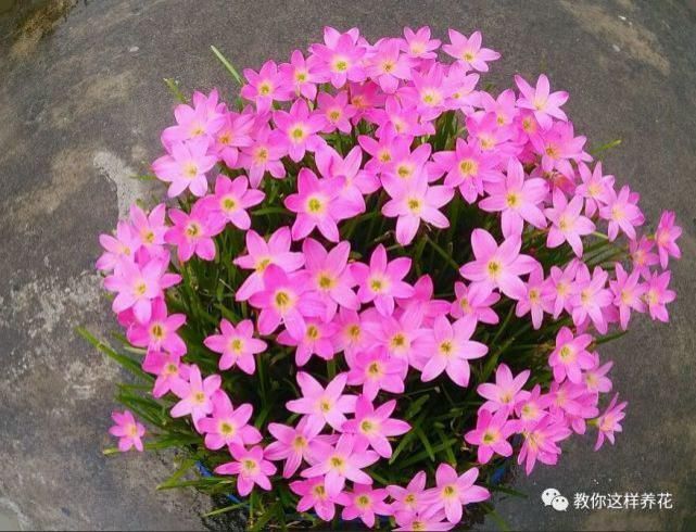 这种球乱养都能活,丢盆里1个月开花,开花太惊艳