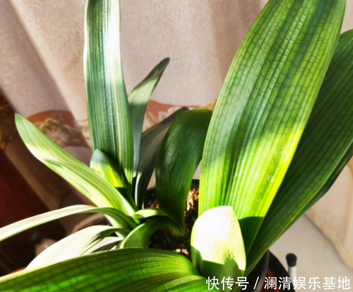 根尖|春季养君子兰,新手不经意会犯五个错,难怪越养越糟,始终养不好
