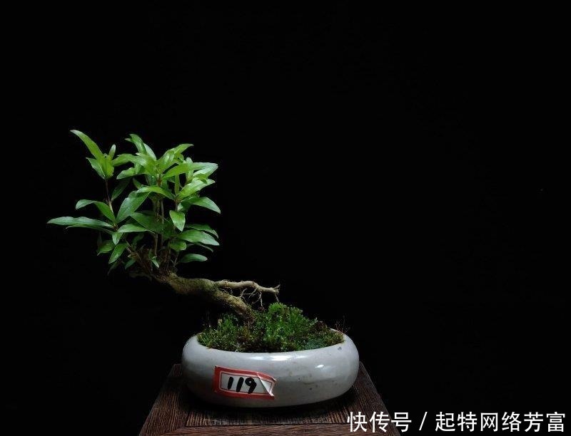 盆友们|这6款盆景,一款比一款有品位,“养不死”还净化空气