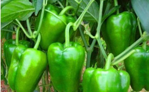 中年人不妨多吃3种食物,营养丰富、延缓衰老,早吃早好!