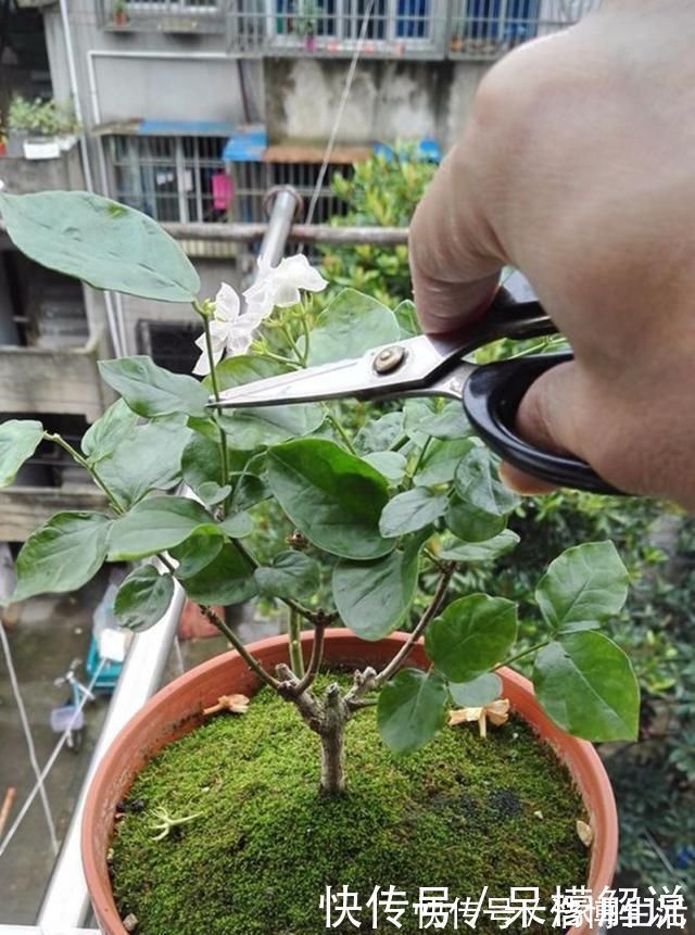 茉莉修剪后,新枝细弱是这3点没做好,改一改,茉莉复花又爆盆