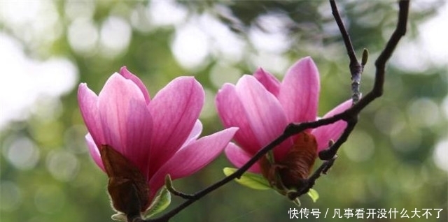 木兰|早春辛夷花六首:空庭向晚春微雨,红胭脂染小莲花