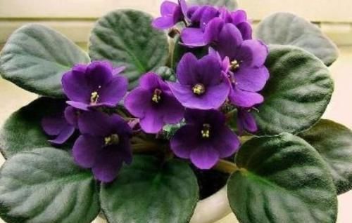 4种花很好养，栽土里就活，懒人新手都能养，花开精致小巧