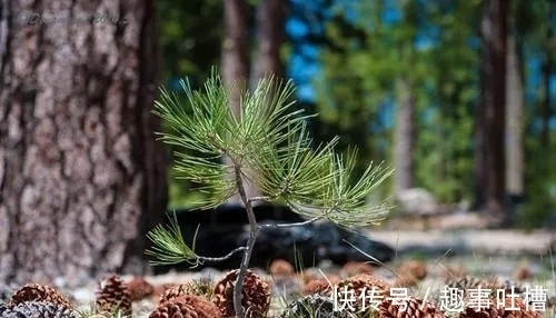 题小松！李商隐和杜荀鹤这两首诗写小松，是纯粹的咏物诗吗