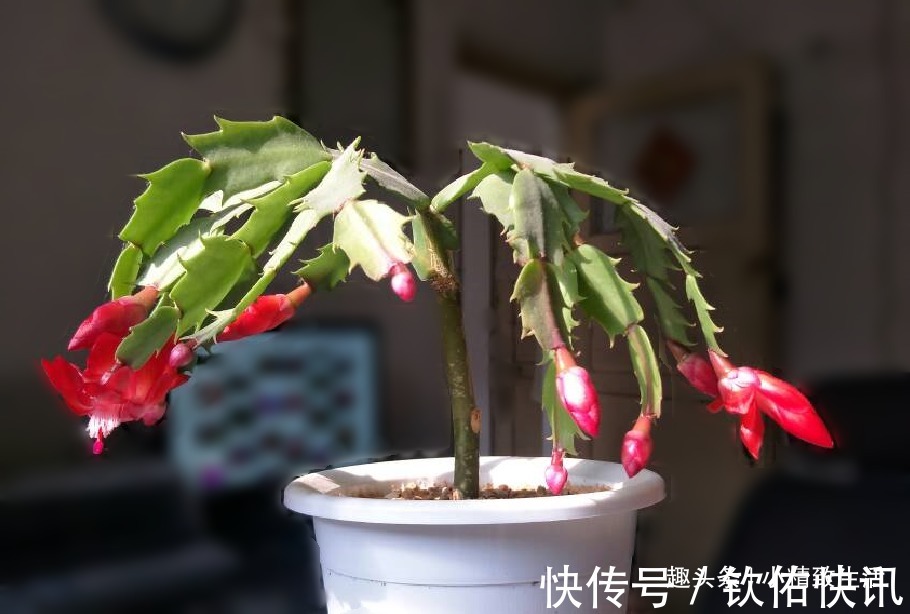 除了仙人掌,叶仙也能嫁接蟹爪兰,简单3步,7天就成活