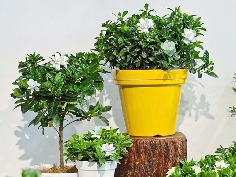 家养六种花，个个都是“醋坛子”，隔几天喝一点醋，叶子绿油油的，越长越旺盛