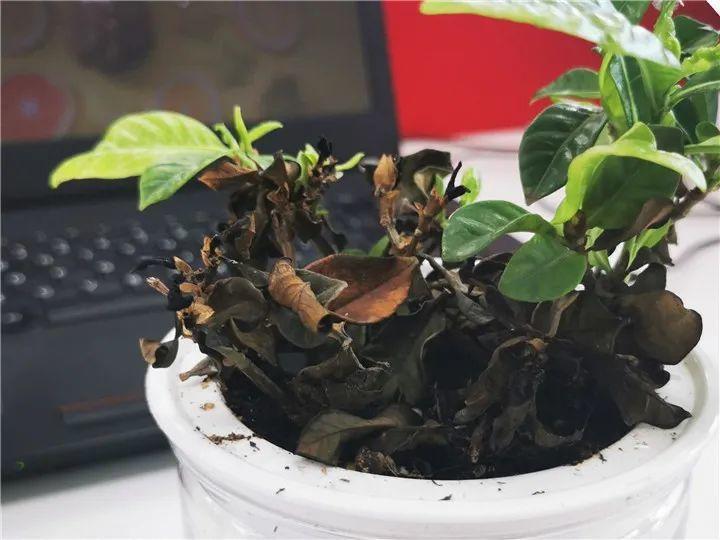 花苞|公认难养的花，养一盆死一盆，从来没有养活过！