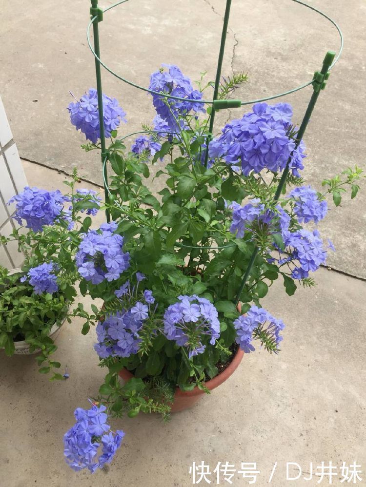 5种花很漂亮，好养易活，名字超好听，花更漂亮，花一开美翻天