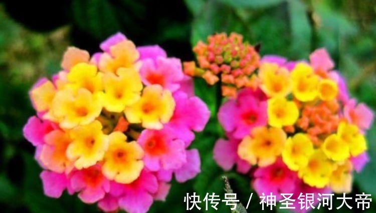 对待新手超友好的花卉,妖艳妖娆,层层交叠,烂漫迷人眼