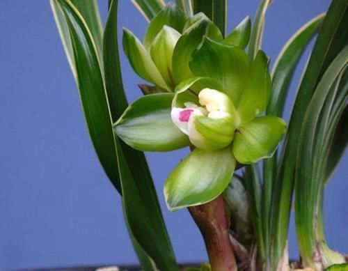 冬日养兰花,做好这些,花香似香水,却比它更安全持久