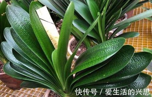 昼夜温差|盆栽君子兰该如何催花?掌控4方面因素,开花早、状态理想