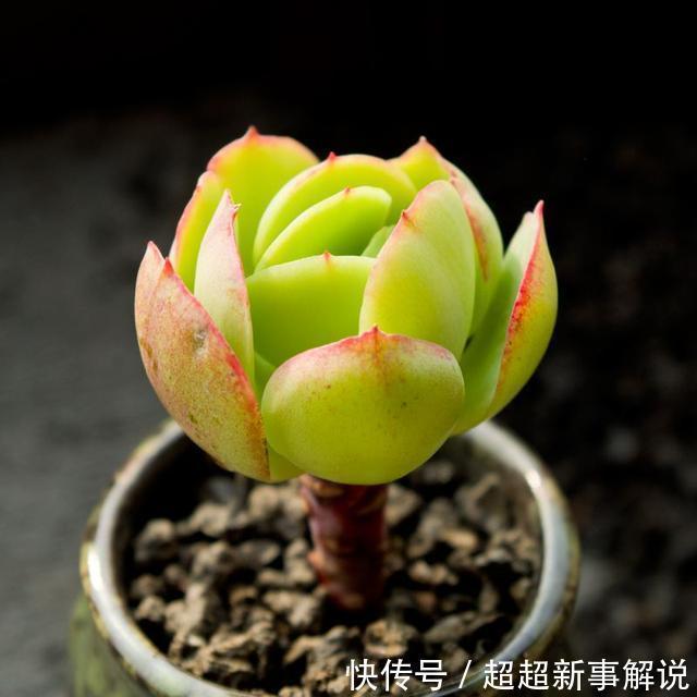 品种|史上最全的莲座状多肉植物大全(上)