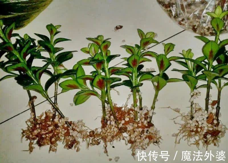 枝条|冬天“扦插”4种花,正是好时机,生根快,成活率高,容易的很