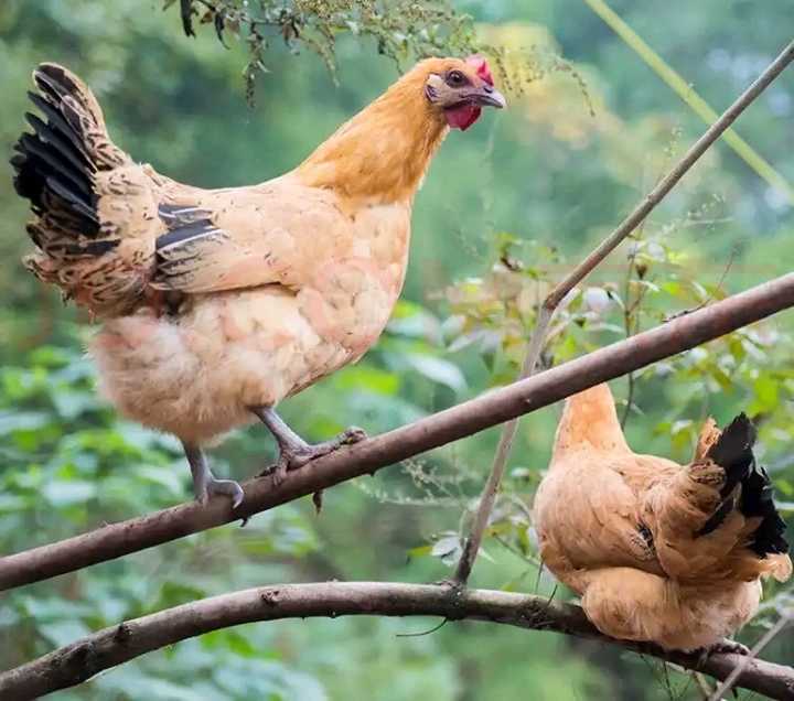 动物$黄鼠狼会给鸡“拜年”，月圆之夜还会拜月，真这么神奇？想多了