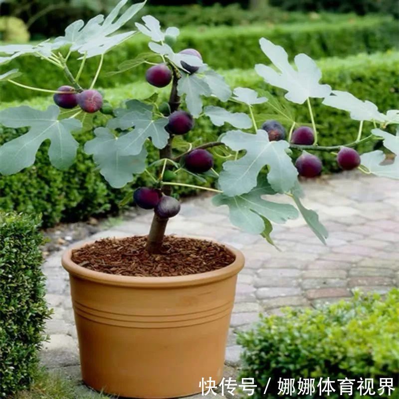 五种水果小盆栽，在家也能种，好看又美味，果实甜如蜜！