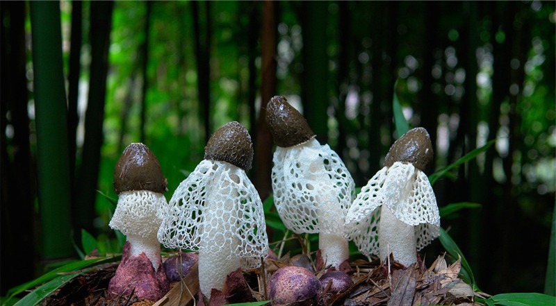 竹荪|常吃这几种野菜,能够降血压降血脂,功效超多,很多人却不知道