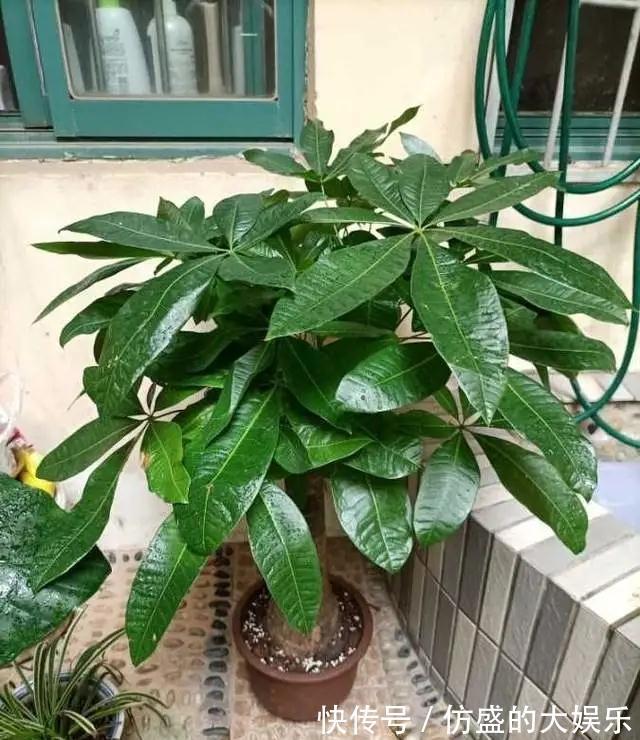 8种“吉利花”,要用“穷养法”,小盆养老桩,富贵又旺家