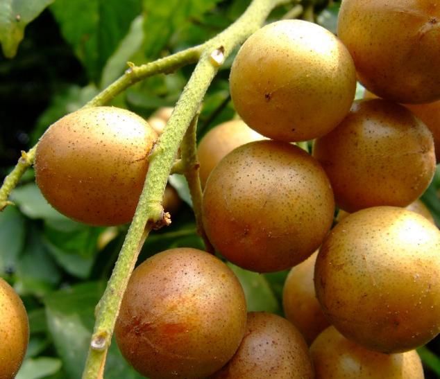 春天多食此水果，每天幾個，調理腸胃，潤肺止咳，好處多多！