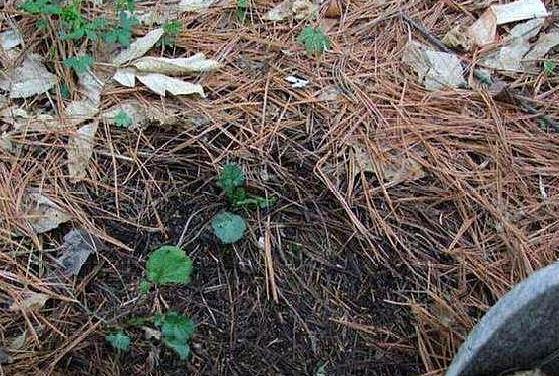 花肥|这2样东西看似平淡无奇,用作养花却不一般,增肥效果极好