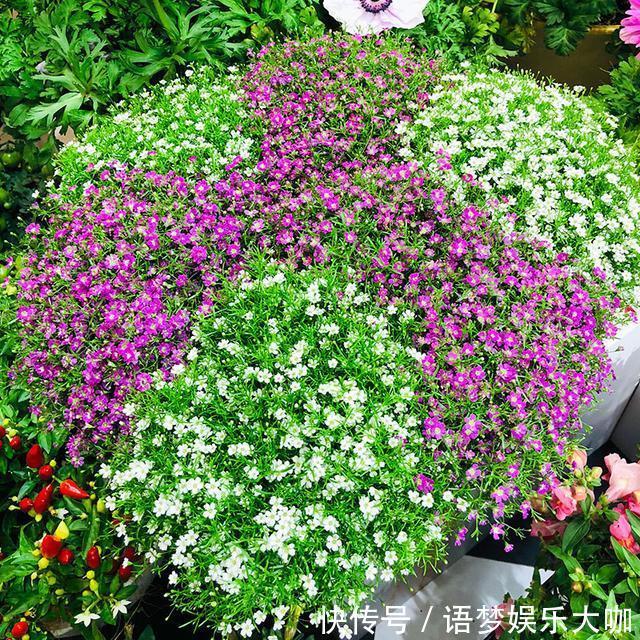 草本植物|阳台养盆“娇气花”,一盆开花1000朵,枝体最娇弱,开花却最多
