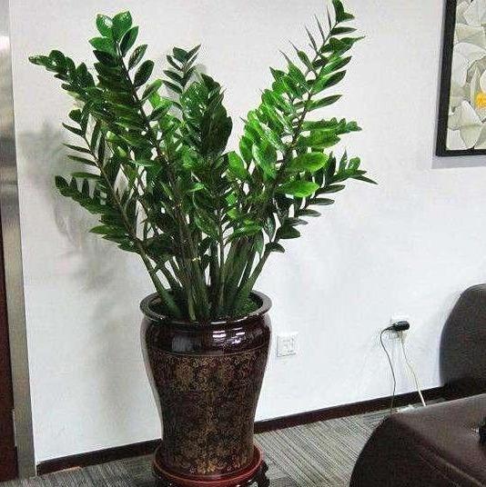 “金钱树”长得快,就靠这4招,片片“金钱叶”,蹭蹭猛长个!