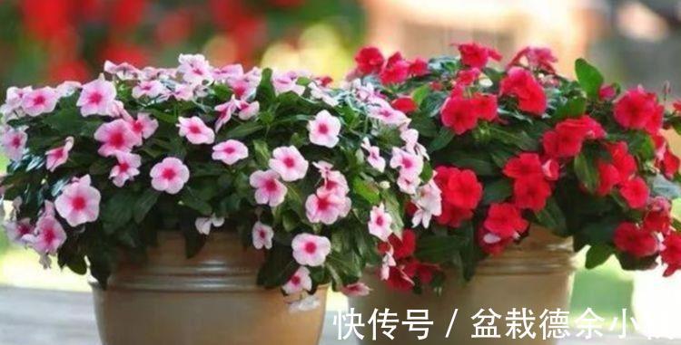 朱瑾花|从9月14日开始，家养此款花卉，花姿妖娆，花开香飘溢满屋