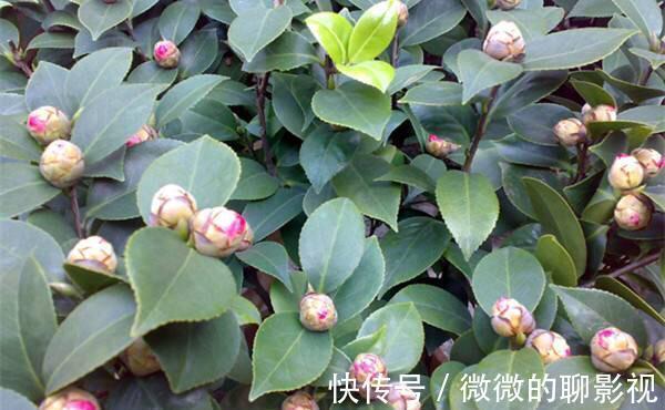 新手养花,我家的茶花满头的花蕾就是不开花怎么办,一步全搞定