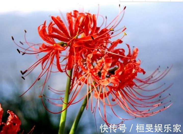 “4种花”不适合在家里养，全株都有毒，家里有的赶快处理掉！