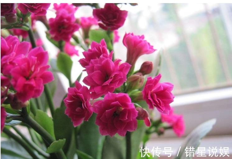 懒人养花就选它，一年四季都在开，掐个叶子插盆里很快就能活！