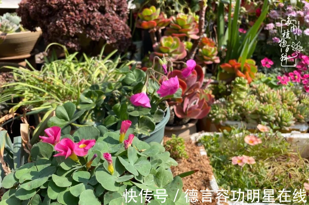 最美四月天,去杨姐的屋顶花园,赴一场花约!