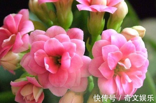 光照|养长寿花、天竺葵的小技巧,学会了让长寿花花开爆盆!