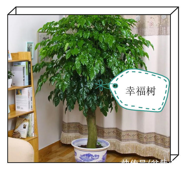 建议爱花人：客厅养花，9大绿植不要落下