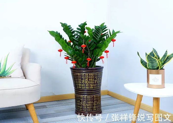 观赏植物|摇钱树（金钱树）是通常观赏植物，在养护过程中做到以下几点：就会发芽生长