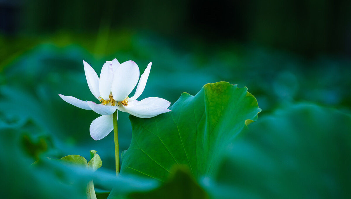 匈奴单于|王莽篡汉:干了许多蠢事,破坏汉匈关系,西汉雄风不再