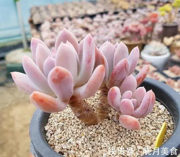 美女|6款美女多肉,颜值高好养护,总有一款深得你心