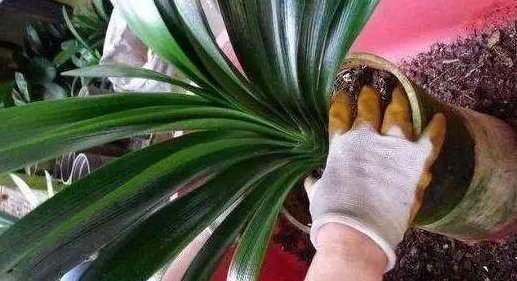 盆底|盆里扔2样东西,养花10年不烂根,叶子油光瓦亮,花苞挂满枝头