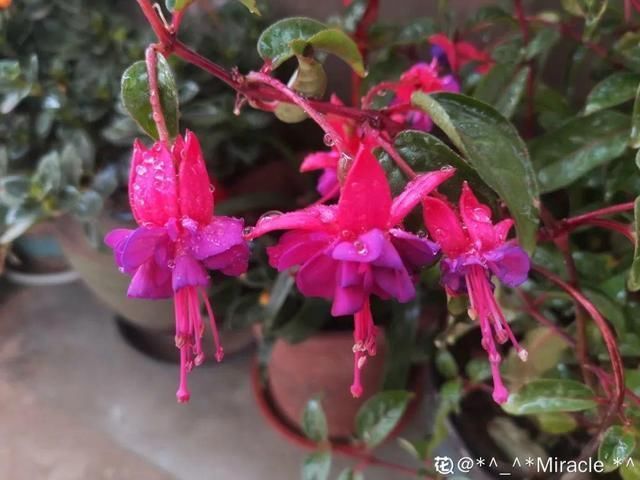 杜鹃|公认难养的20种花,养一盆死一盆,下次还敢买