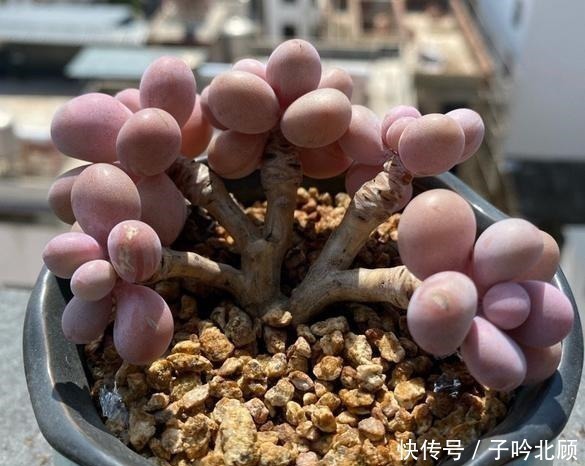 光照|桃蛋不但能养出老桩状态,还能把叶片控出又肥又圆的状态!