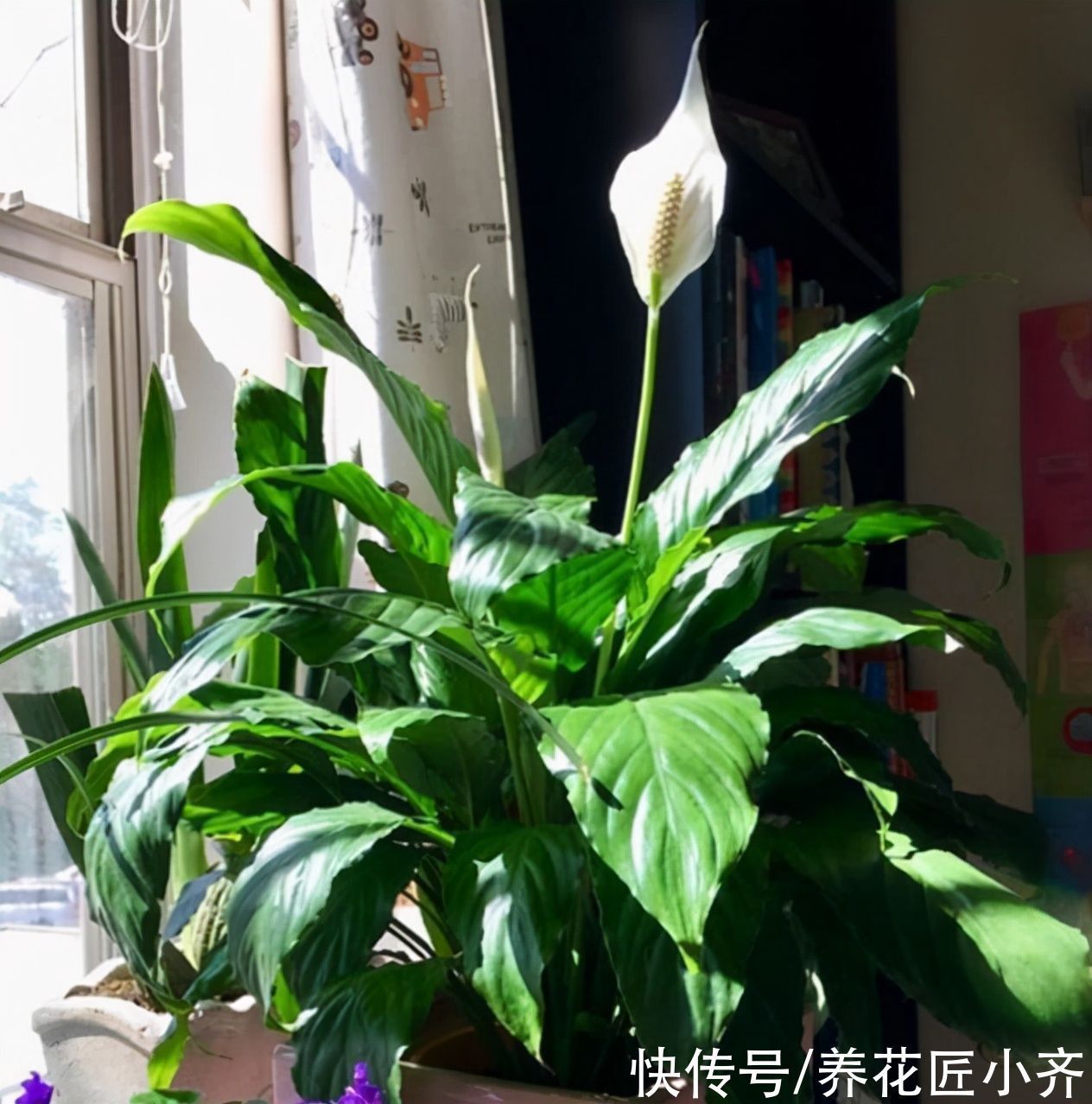 养花不要认为很难,只要记住“五个字”,养啥都能养好