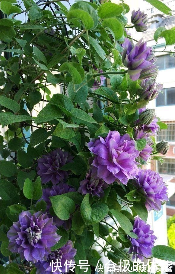 小花|她在小院子里种了一种花，开花独特又漂亮，路人都说“头回见”！