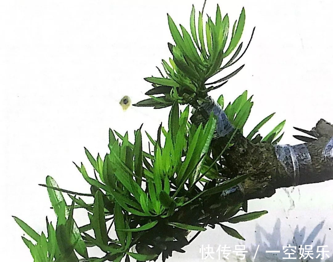 台友们|罗汉松芽接案例分享,台长教你玩出别出心裁的岭南盆景!