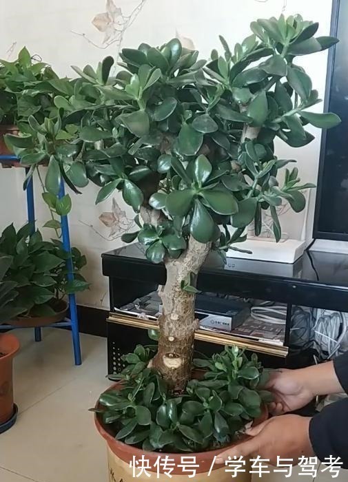 滴水观音|家里有孩子,别种这5种多肉,越养越有毒,赶快搬出去!