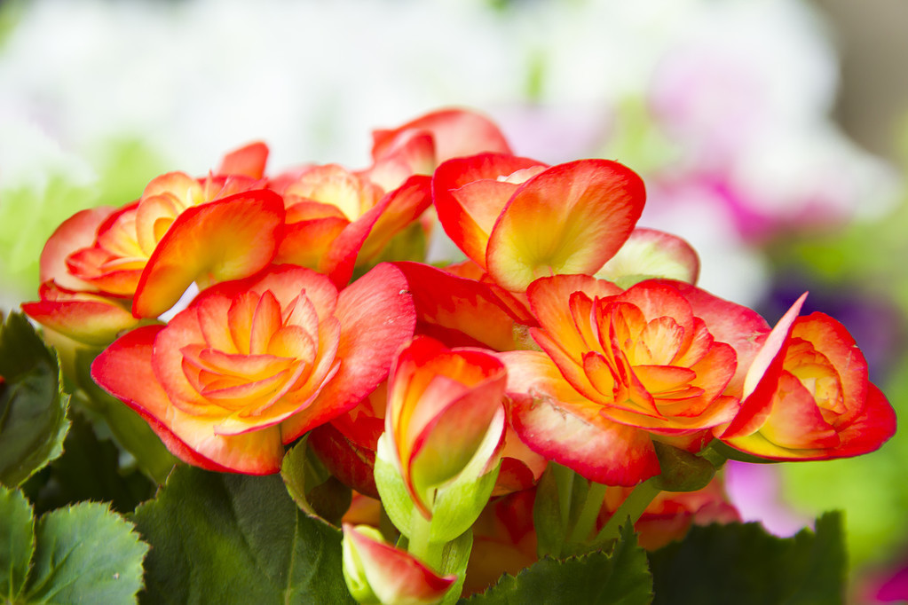 养花就养3种花,好养易活不操心,开花爆盆很漂亮,常年开花不断