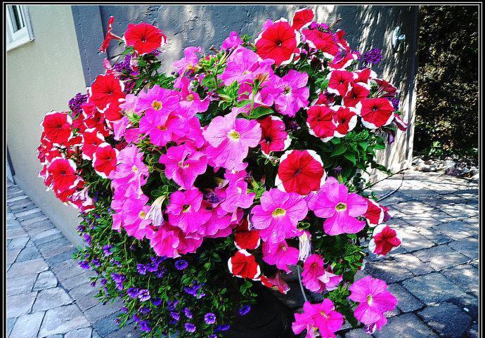 养花,大蒜的味道刺激对于一些小昆虫来说,它就像毒药