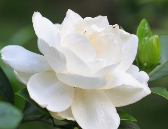 比香水还香的花卉，开花就爆盆，花园变花海，芳香四溢，易养美观