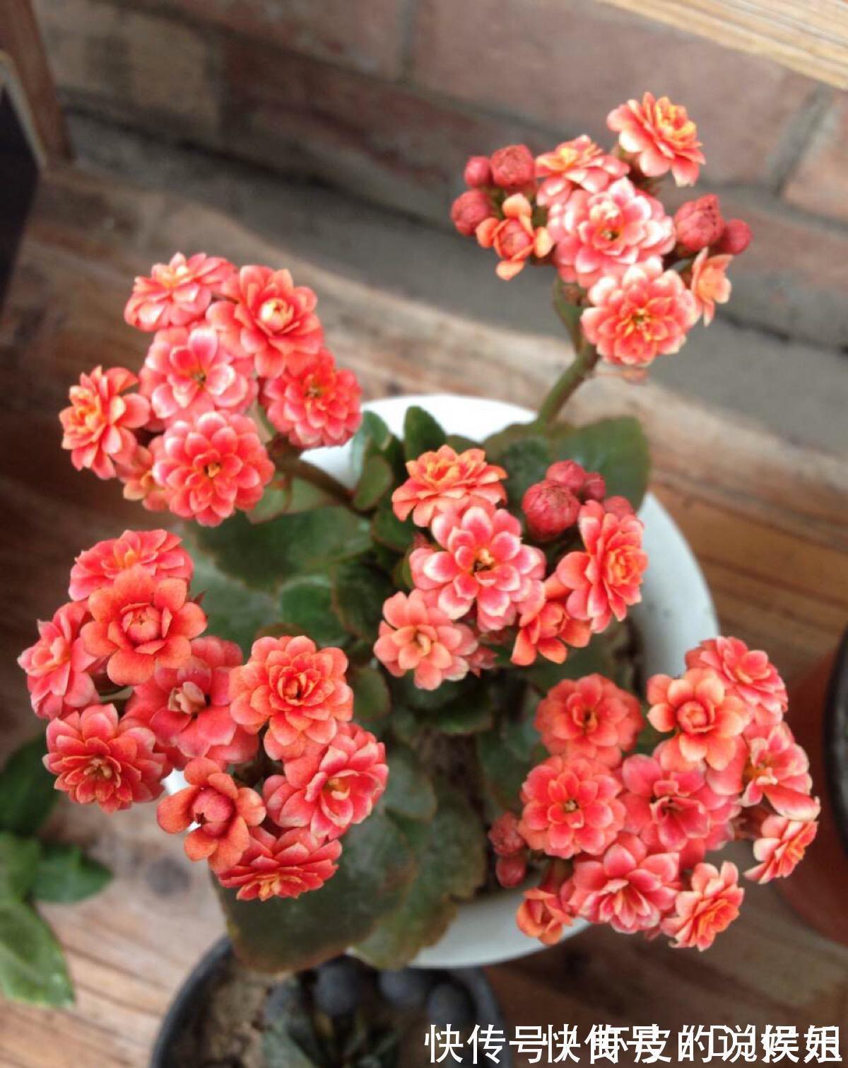 根系|寿命长的“3种花”,最喜欢用小盆栽种,盆越“小”长得越好