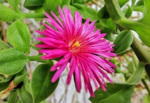 4种花对待新手很友好，家里养一盆，满屋飘香