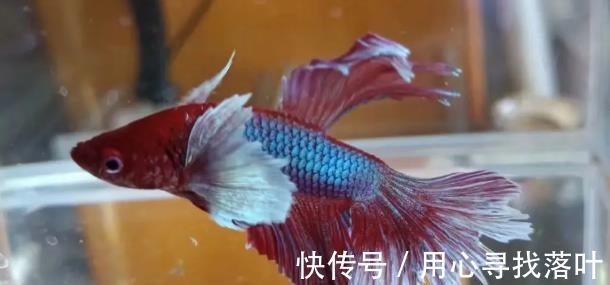 鱼缸|斗鱼换水的正确方法！