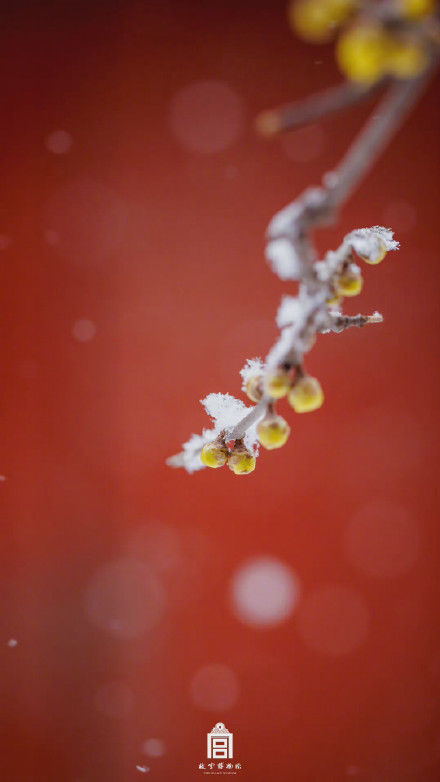 天地间|琉璃世界，白雪红墙，在广袤天地间，与冰雪共舞